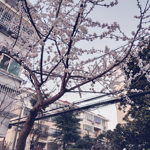 易阳精品视频在线观看
